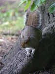 FZ005742 Squirrel in Bute park.jpg